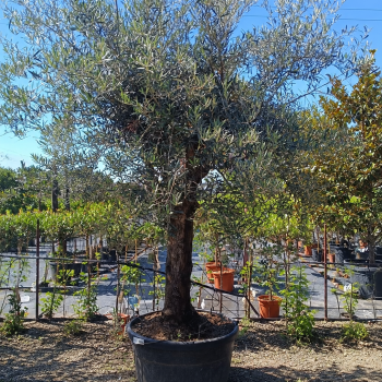 Olea europaea (Olivovník európsky) ´LECCINO´ – výška 280–310 cm, obvod kmeňa 50–60 cm, výška kmienka 80–90 cm, kont. C150L- NA KMIENKU